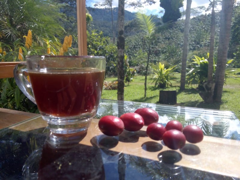 Café Terruá en nuestra finca en Villa Rica, Perú