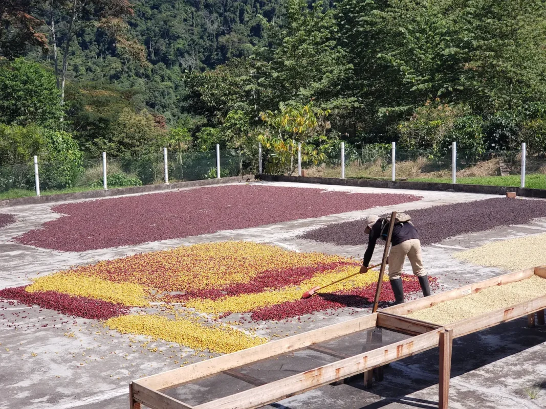Finca Villa Rica, Origen del café de Terrua